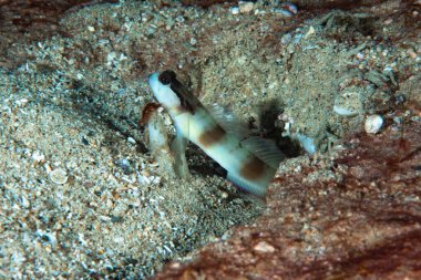 Maskeli karides-goby Amblyeleotris gymnocephala