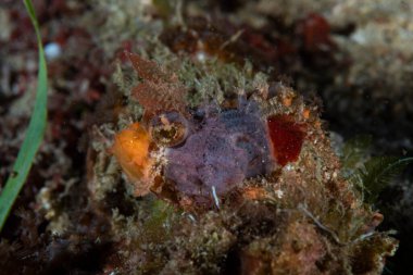 Mozambik Akrep Balığı Parascorpaena Mossambica