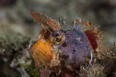 Mozambik Akrep Balığı Parascorpaena Mossambica