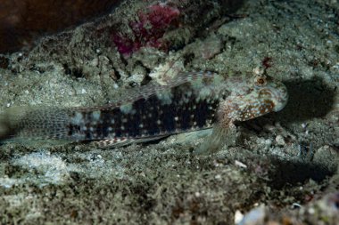 Çamur resifi Goby Exyrias belissimus