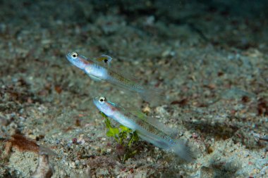 Spangled Shrimpgoby Vanderhorstia dorsomacula