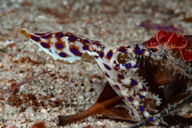 Blue-ringed octopus Hapalochlaena lunulata clipart