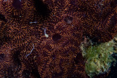 Koloni Ascidianları Botrylloides niger