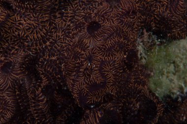 Koloni Ascidianları Botrylloides niger