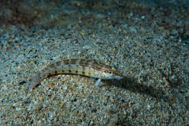 Keskinburun Sandperch Parapercis silindiri