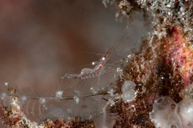 Rapopontonia Karidesi Puerto Galerisi