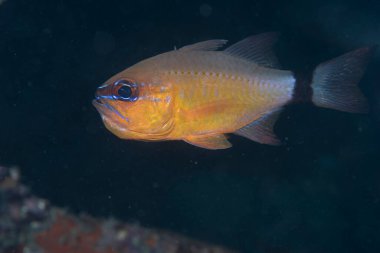 Halka Kuyruklu Kardinalbalığı Ostorhinchus aureus