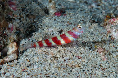 Burgundy Shrimp-Goby Amblyeleotris Wheeler