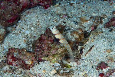 Siyah Göğüslü Karides Gomp by Amblyeleotris guttata