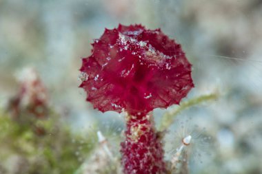 Tek başına Sünger Cins Okyanusapia