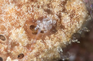 Boyalı bir kurbağa balığının cazibesi Antennarius Pictus