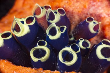 Koloni Ascidianları Clavelina robusta