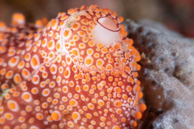 Cowry Ovula Costellata Filipinleri