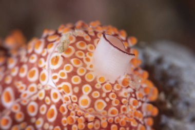 Cowry Ovula Costellata Filipinleri