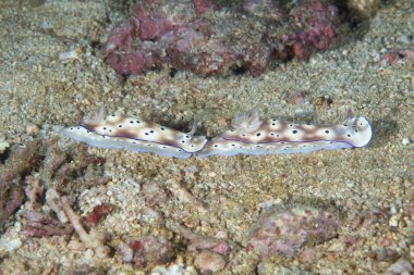 Çıplak Hypselodoris tryoni Filipinler