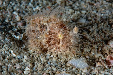  Dişi kurbağa balığı Antennarius hispidus