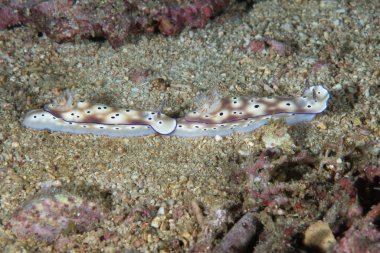 Çıplak Hypselodoris tryoni Filipinler 