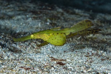 Halimeda Ghost Pipefish Solenostomus halimeda clipart