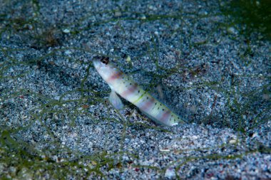 Steinitzi karides-goby Amblyeleotris steinitzi