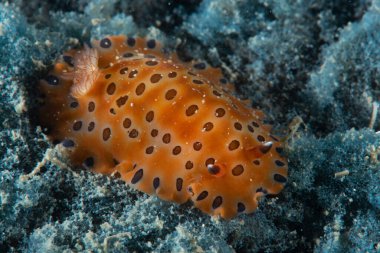 Dendrodoris Guttata Çıplak Filipinler