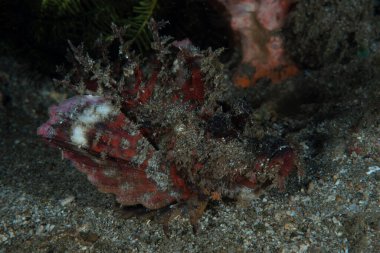 Dikenli Şeytanbalığı Inimicus didactylus