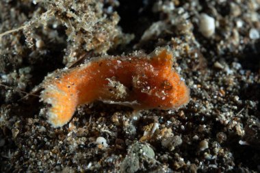 Sulu Kadife Balığı Paraploactis obbesi