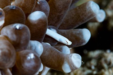 Mantar-mercan Boru Balığı (Siokunichthys nigrolineatus)
