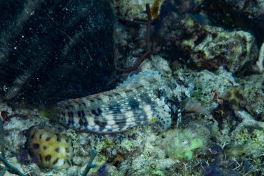 Bantlanmış Blenny Maaşları fasciatus