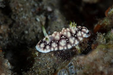 Kromodoris geometrisi Çıplak Filipinler