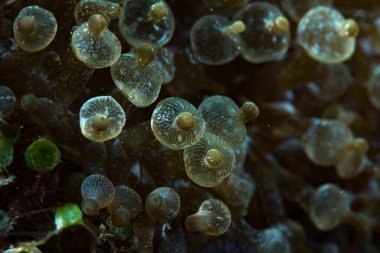 Kabarcık Denizi Anemone Entacmaea dört renkli