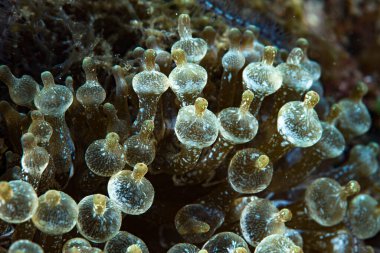 Kabarcık Denizi Anemone Entacmaea dört renkli