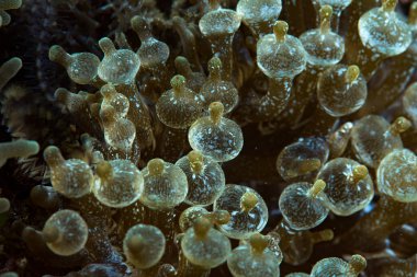 Kabarcık Denizi Anemone Entacmaea dört renkli