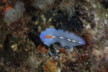 Yarış Şeridi Solucanı Pseudoceros liparus