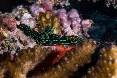 Karanlık Nembrotha Nembrotha kubaryana