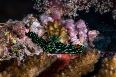 Karanlık Nembrotha Nembrotha kubaryana