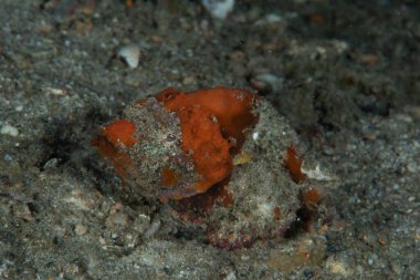 Kambur Balina Akrep Balığı Scorpaenopsis makroşir