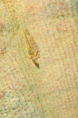 İnce Süngergoby Pleurosicya elongata