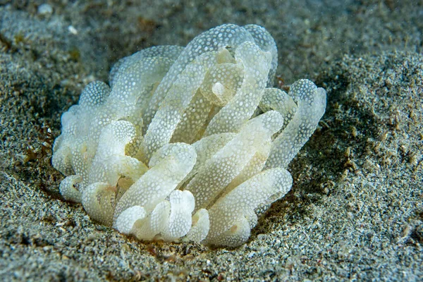 Deniz Anemone Dofleinia armata