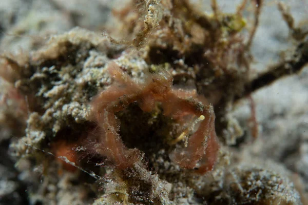 Orangutan yengeci Achaeus japonicus