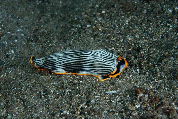 Çıplak Armina sp. Anilao Filipinleri