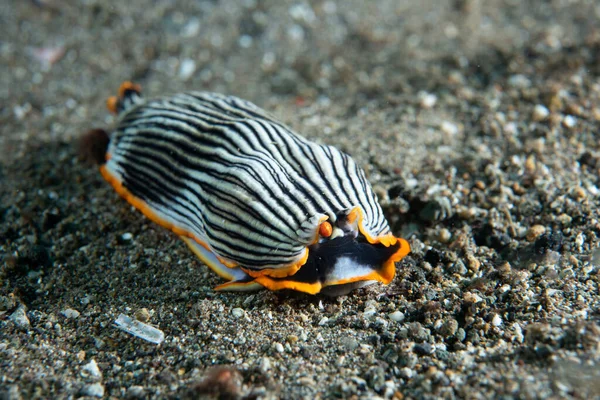 Çıplak Armina sp. Anilao Filipinleri