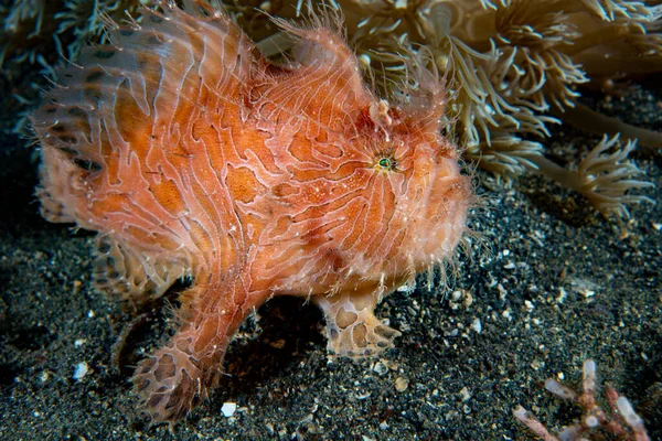 Gestreepte Kikkervis Antennarius Striatus — Stockfoto