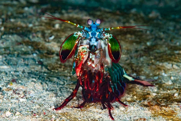 Peacock Mantis Shrimp Odontodactylus scyllarus