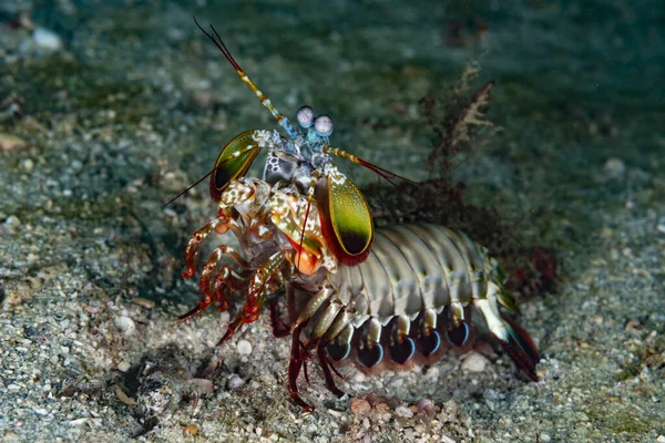 Tavuskuşu Mantid Karidesi Odontodactylus scyllarus