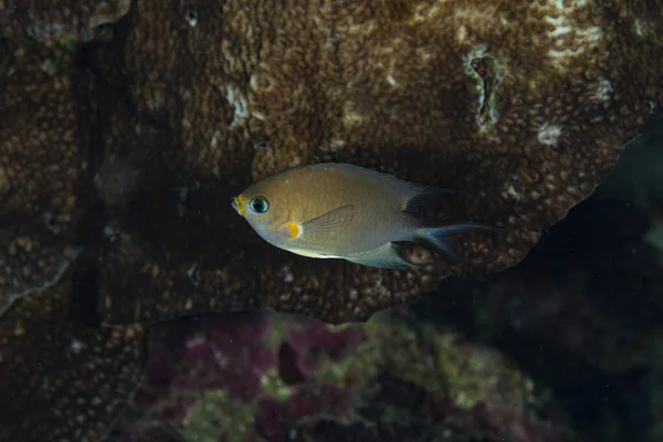 Ambon Chromis Chromis amboinensis