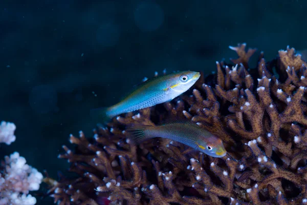 Cutribbon Wrasse Stethojulis kesintisi