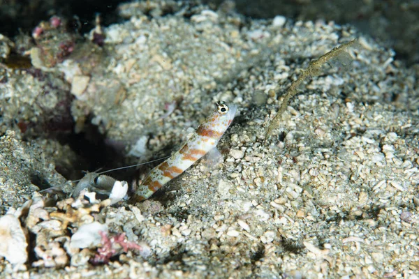 Geniş bantlı Karides-Goby Amblyeleotris periophthalma