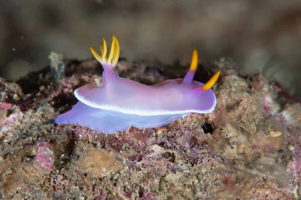 Çıplak Hypselodoris apolegma Filipinleri