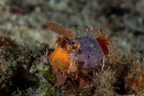 Mozambik Akrep Balığı Parascorpaena Mossambica