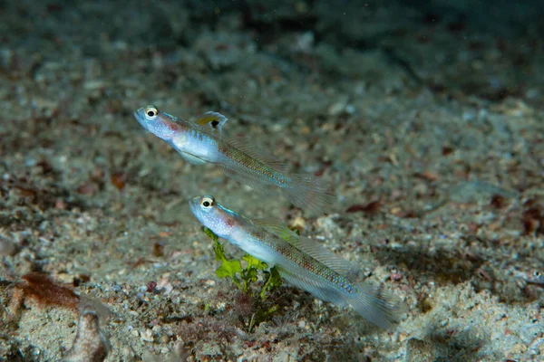 Spangled Shrimpgoby Vanderhorstia dorsomacula